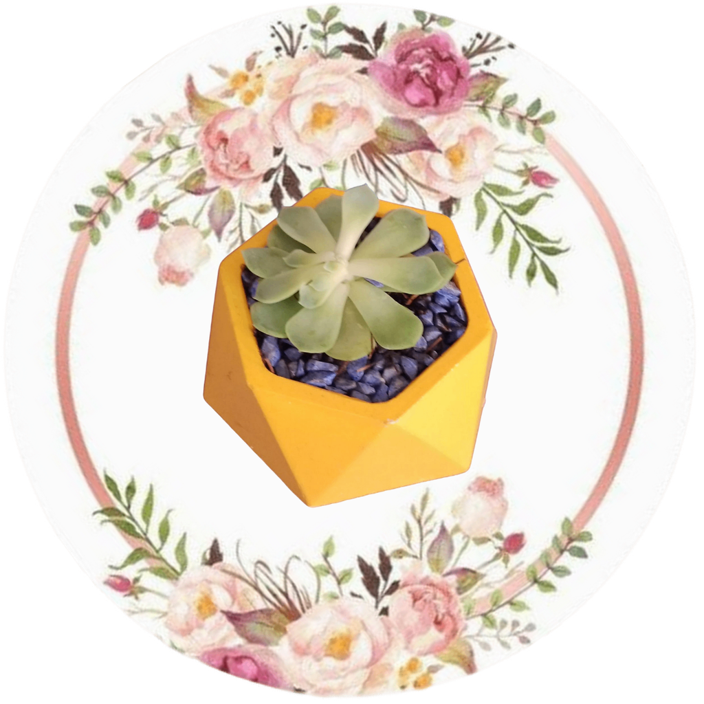 Contenedor hexagonal grande (Suculenta natural)