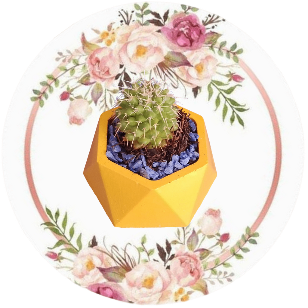 Contenedor hexagonal grande (Cactus natural)