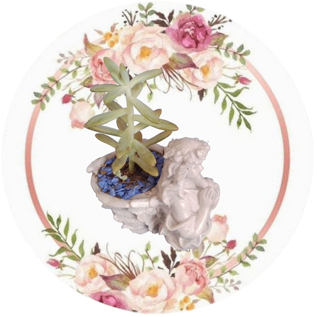 Ángel cesta (Suculenta natural)