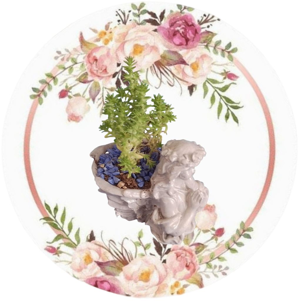 Ángel cesta (Planta natural)