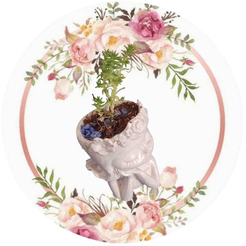 Dama #1 (Planta natural)